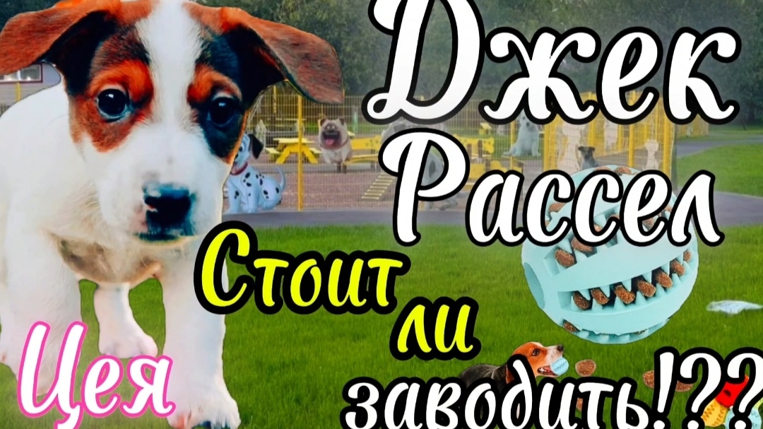 Джек Рассел терьер | новый член семьи ,стоит ли держать такую собаку!??