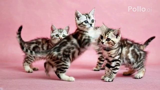 танцы маленьких котят