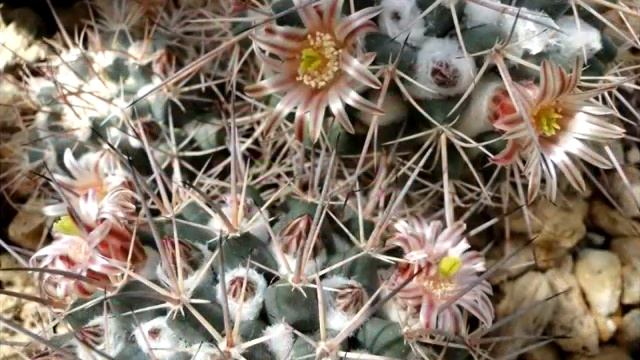 24 Photothèque Cactacées  Vidéo 466 - 2015 Mamillaria Batigne Pierre
