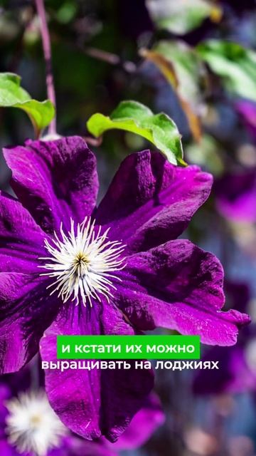 Первые весенние цветы 🌷