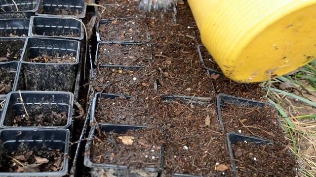 Planting Ginseng Seed Using My Natural Occurrence Method in containers