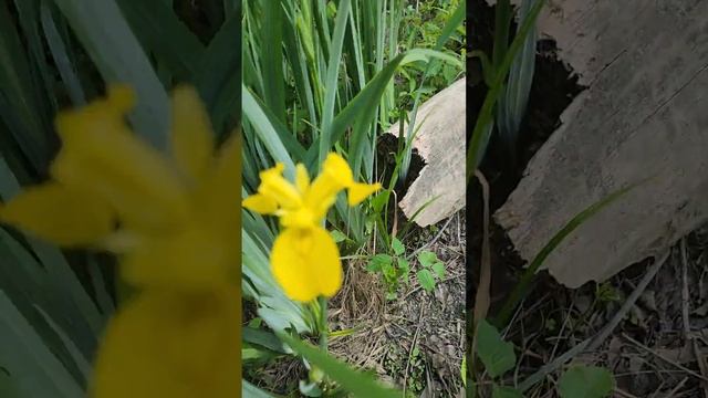 yellow Iris