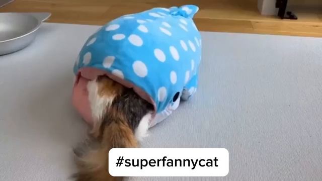 Веселые кошки 239 #superfannycat