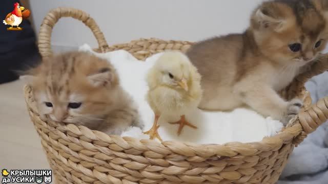 Утята и Цыплята - Кошки и котята (258) Хвостики да Усики ❣️😘😂