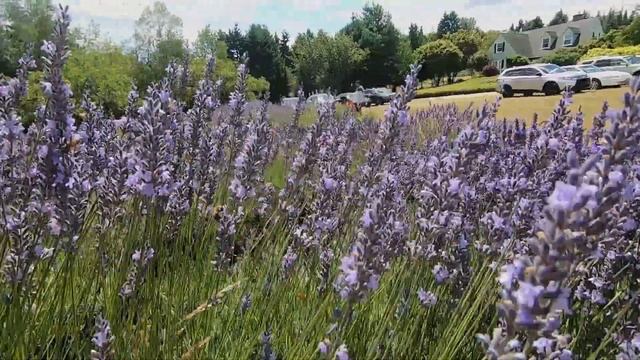 lavender fields, waterfalls and the best location in Oregon for that sunset Instagram photo!!!!!!
