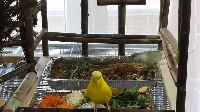 завтрак попугайчиков.mp4