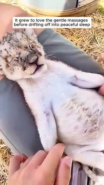 The man adopted an orphaned lion cub and then this happened