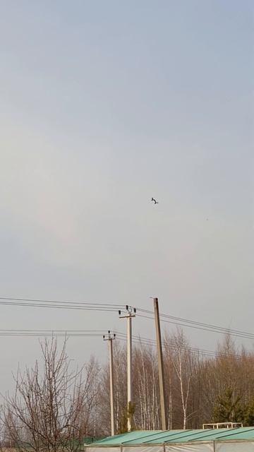 ВОроны, брачный период🥰 Весна