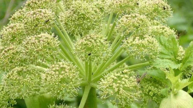 PARA QUE SIRVE🌿ARCANGELICA🌿BENEFICIOS🌿Angelica archangelica🌿ANTIOXIDANTES🌿 PLANTAS MEDICINALES USOS