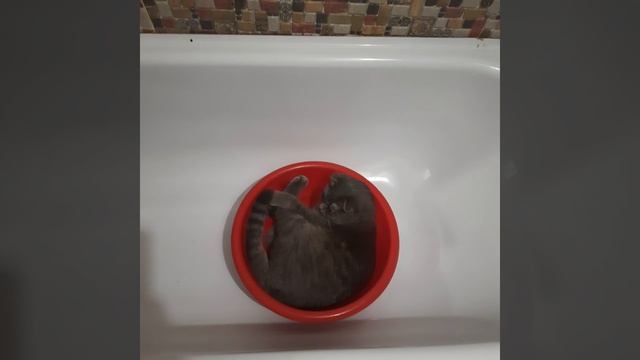 что же делает мой котик?