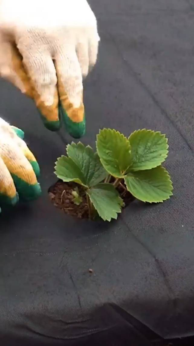 🍓Советы по выращиванию клубники, которые вы должны знать! #shorts #garden #советы