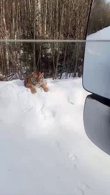 Тигр перед Мухеном