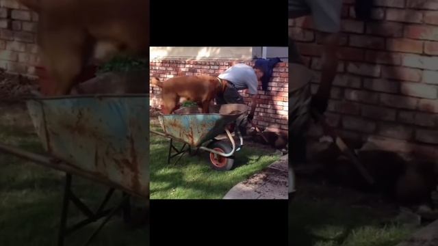 Смешная подборка животных