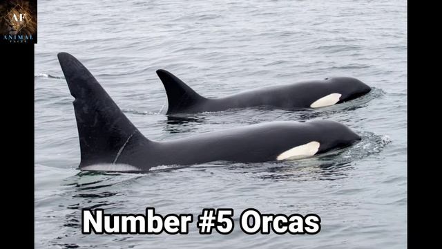 These are the 10 Smartest Animals in the World