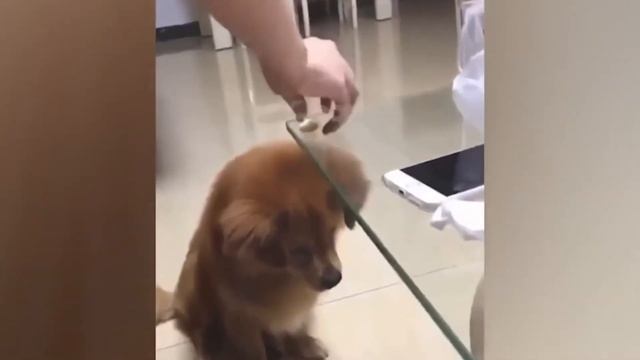 Приколы С Животными 38