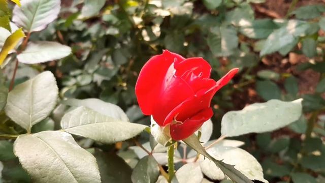 розы снова  в цвету, третья волна