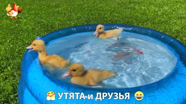 Утята с друзьями – мир нежных эмоций 🤗 эпизод (78)