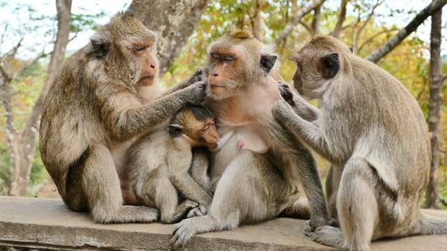 Grandma Monkey Malida Often Be Quiet While Martin Crawl To Milk Then Sucking As She Resting Peacefu