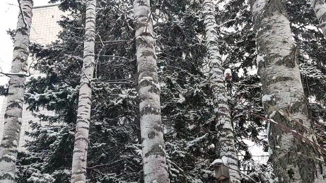 Красивый лес: собака 🐕 лает, голуби 🕊️ дерутся. Трубная операция в Судже - это было нечто! 👍