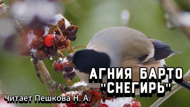 Громкие чтения стихотворения Агнии Барто "Снегирь"