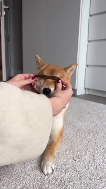 Адресник ForPets