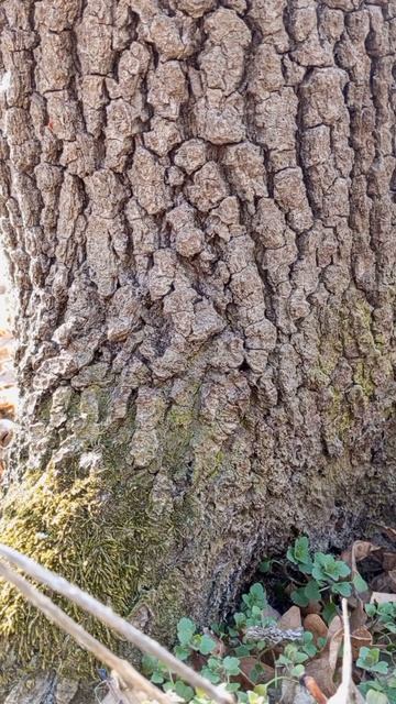 11.03.2025 #сегоднятак #сегодня #природа #nature #oggicosì #бүгін #oggi #hoy #今日 #today #오늘 #자연 #自然