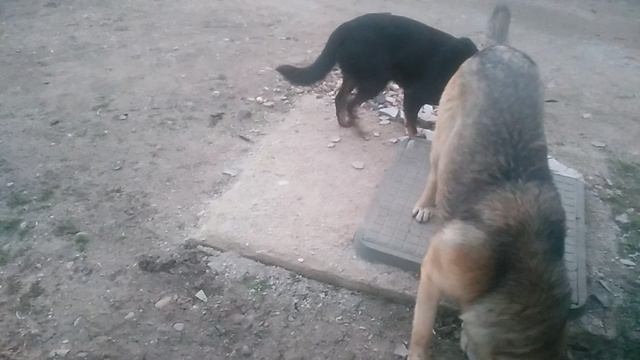 VID_20250310_183048