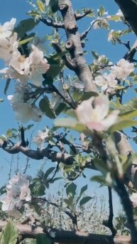 spring flower of apple trees. #nature #photography #flowers #mountains #travel