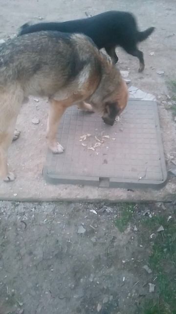 VID_20250310_183018