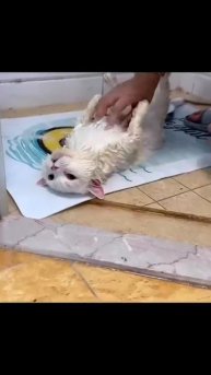 Мир домашних питомцев – Серия 104: Забавные и милые моменты