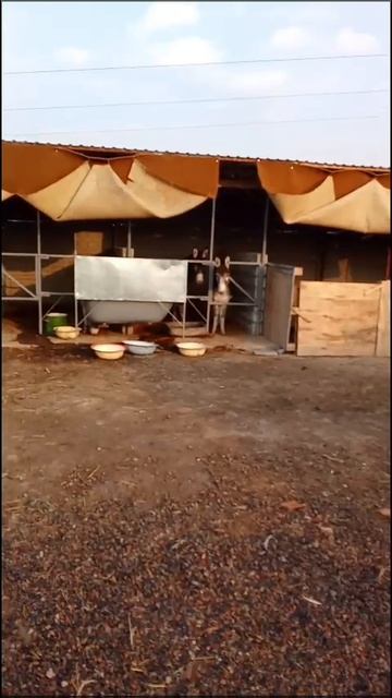 Доброе утро из приюта Четыре лапы Ташкент 🙏🏻🥰♥️