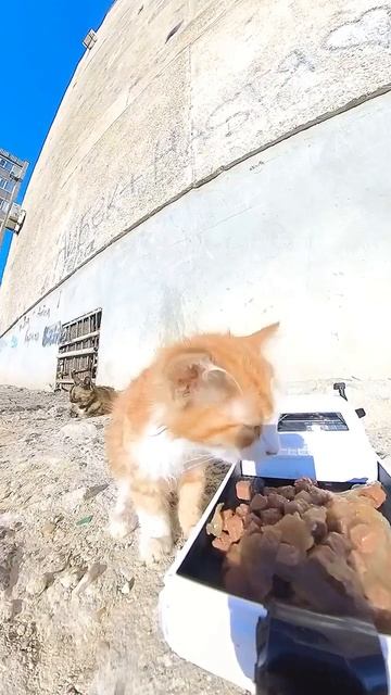 Доставка еды бездомным котам