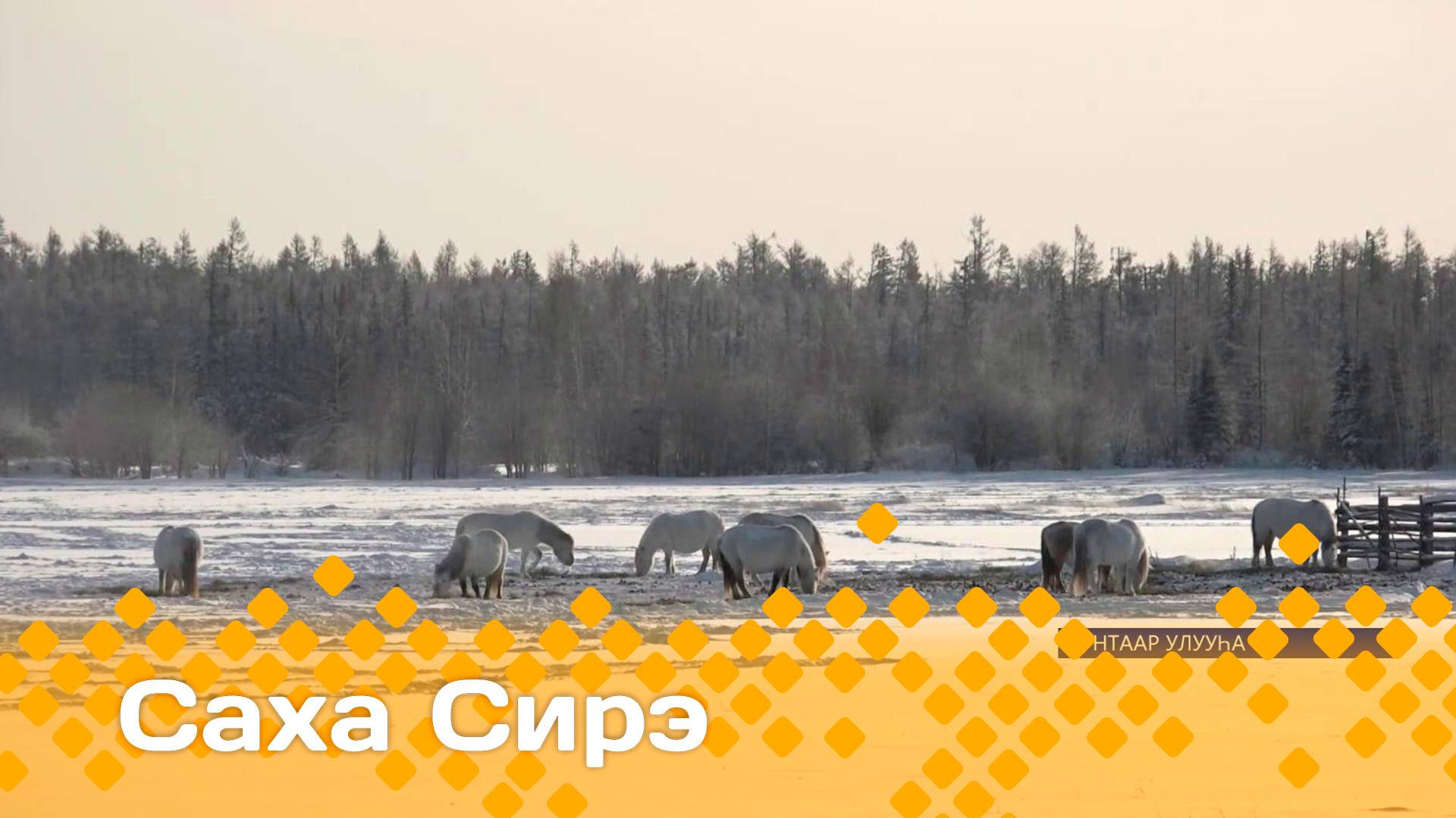 «Саха сирэ» информационнай биэрии. Кулун тутар  11 күнэ 13:30