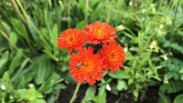 Oranje havikskruid ~ Pilosella aurantiaca  |  NL Bloeit! ~ Planten van hier