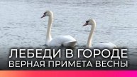 Лебеди вновь облюбовали новгородские водоемы