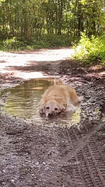 VID_20250311_124024_527.mp4