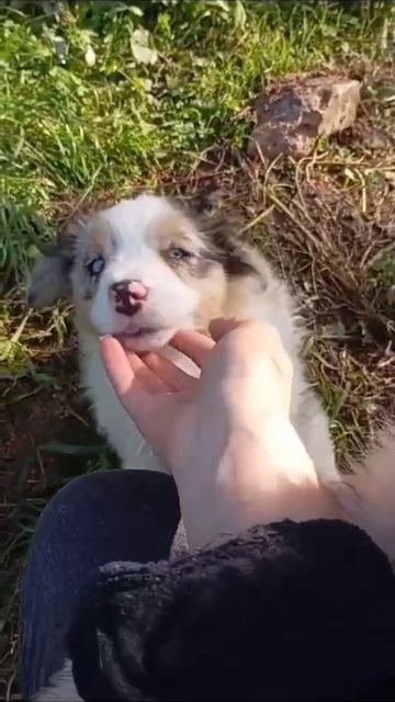 Аксель 1 месяц. Австралийская овчарка Аусси