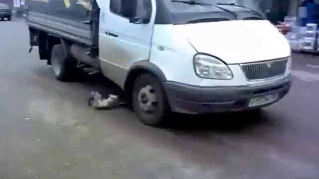 Cat Catches pigeon but gets run over :(