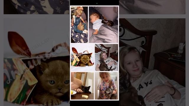 С днем кошек 😻