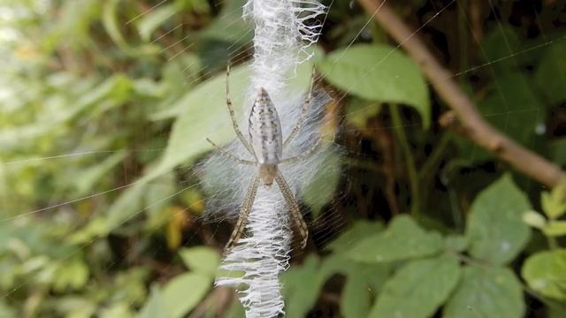 ナガコガネグモ/Argiope bruennichi 04幼体_200712_ガイコツ山