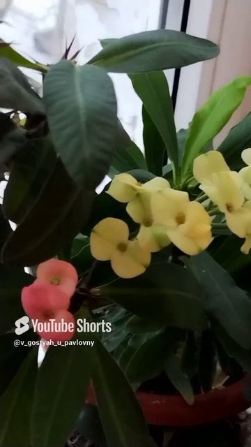 ЛЕПОТА!