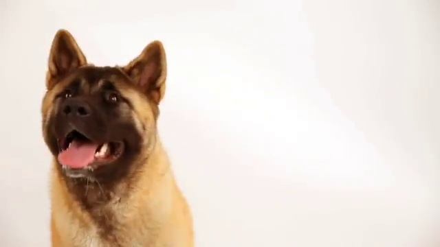 Unusual Dog Breeds: American Eskimo Dog, Akita, and Neapolitan Mastiff