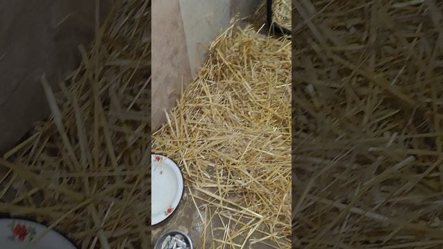 Чайке отрезала отвалившиеся перья