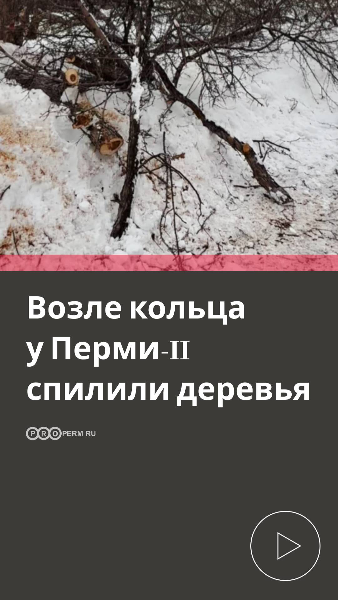 У ПЕРМИ-IIСПИЛИЛИ ДЕРЕВЬЯ