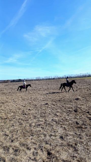 Александр и Олеся, шикарная прогулка в поле на Аквилоне и Флейте. #horse #флейта #аквилон #kskcasper