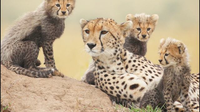 Самые милые детеныши диких животных.