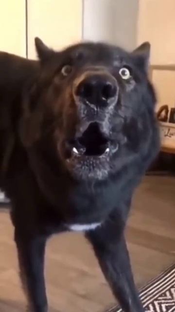 Джек 🐶 shorts
