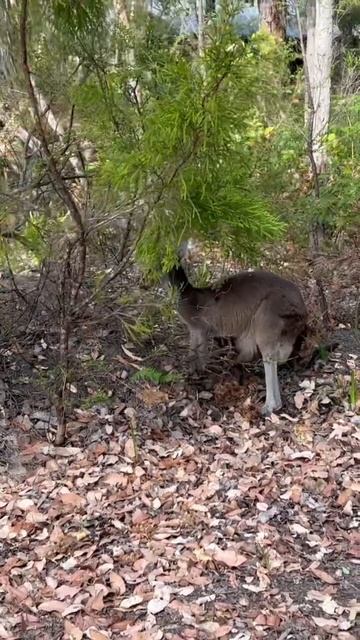 Cute Baby😍Hungry Mama #australia #kangaroo #wildlife