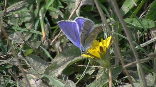 Butterfly - Eros Blue (Polyommatus eros)