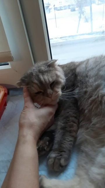 11-03-2025. Кошечке очень нужен дом